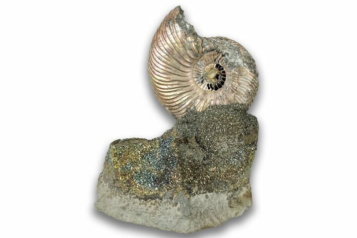 Iridescent, Pyritized Ammonite (Quenstedticeras) Fossil Display #324246